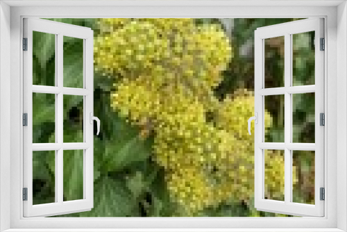 Fototapeta Naklejka Na Ścianę Okno 3D - Efeu in voller Blüte