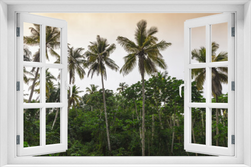 Fototapeta Naklejka Na Ścianę Okno 3D - Palm trees, natural tropical forest background
