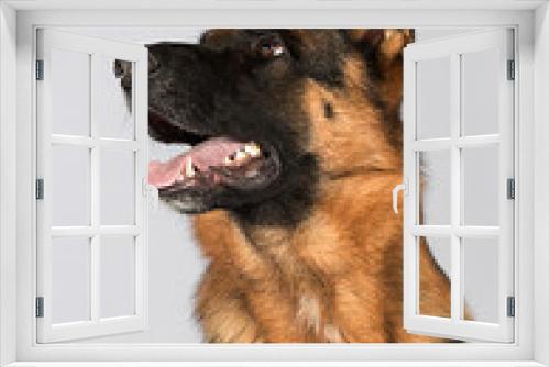 Fototapeta Naklejka Na Ścianę Okno 3D - Shepherd dog looking sideways