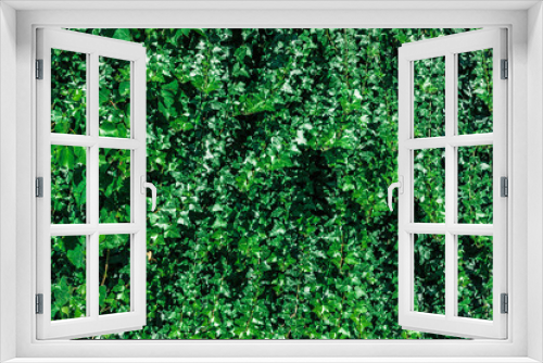 Fototapeta Naklejka Na Ścianę Okno 3D - Wall made of green ivy leaves.
