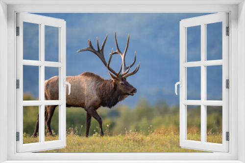Fototapeta Naklejka Na Ścianę Okno 3D - Bull Elk During the Rut in Autumn 