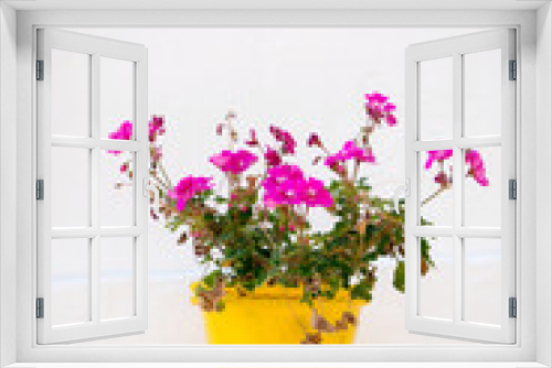 Fototapeta Naklejka Na Ścianę Okno 3D - Colorful flower pot with pink flowers on white background