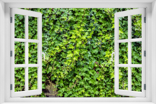 Fototapeta Naklejka Na Ścianę Okno 3D - オーガニックな葉のじゅうたんのイメージ