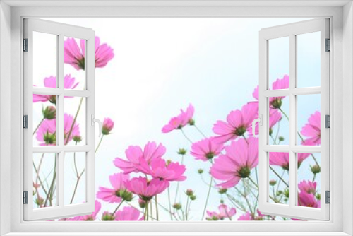 Fototapeta Naklejka Na Ścianę Okno 3D - ピンクのコスモスの花、日本の秋の風景、バックショット