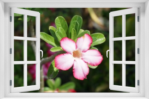 Fototapeta Naklejka Na Ścianę Okno 3D - pink Adenium obesum flower in nature garden