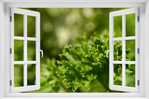 Fototapeta Naklejka Na Ścianę Okno 3D - Fresh green leaf macro, abstract nature background
