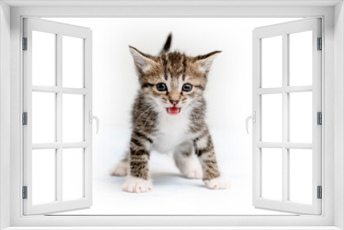 Fototapeta Naklejka Na Ścianę Okno 3D - Striped kitten in a playful pose on a white background