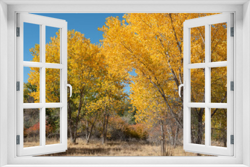 Fototapeta Naklejka Na Ścianę Okno 3D - Upward view of western Colorado cottonwood grove in October with brilliant blue sky and golden leaves