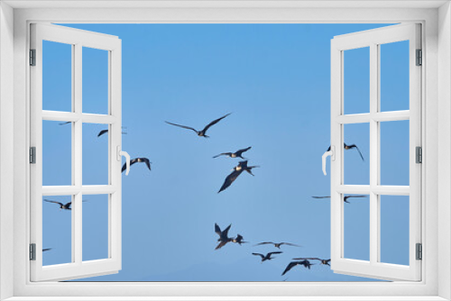 Fototapeta Naklejka Na Ścianę Okno 3D - gaviotas volando