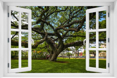 Fototapeta Naklejka Na Ścianę Okno 3D - tree in Iolani Palace, Honolulu, Hawaii