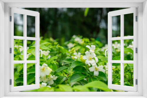 Fototapeta Naklejka Na Ścianę Okno 3D - Orange jasmine white flower on tree.Satinwood chanes ,Bark flower,murraya paniculata,