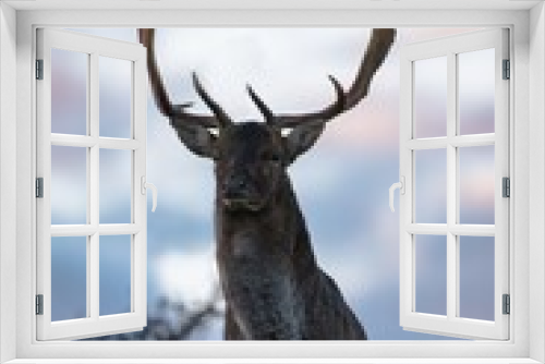 Fototapeta Naklejka Na Ścianę Okno 3D - deer portait in the wild