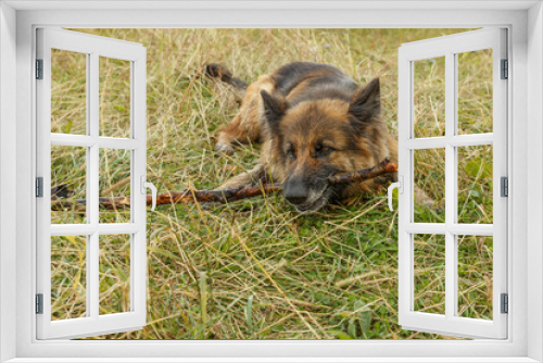 Fototapeta Naklejka Na Ścianę Okno 3D - German shepherd dog. Dog lies on the grass and gnaws a stick. Stick in the teeth of the dog.