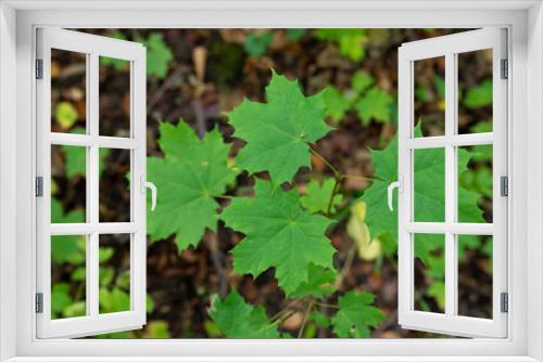 Fototapeta Naklejka Na Ścianę Okno 3D - maple growing leaves nature forest season scion