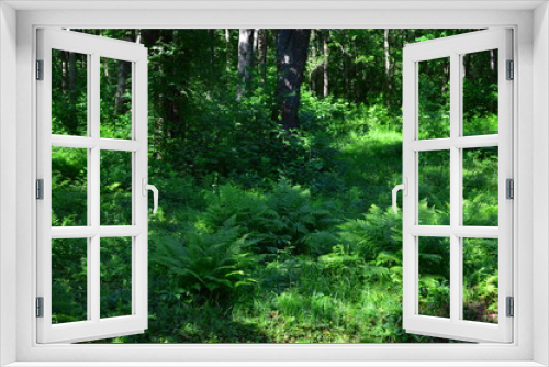 Fototapeta Naklejka Na Ścianę Okno 3D - green forest in spring