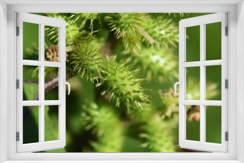 Fototapeta Naklejka Na Ścianę Okno 3D - Common cocklebur / Asteraceae annual plant