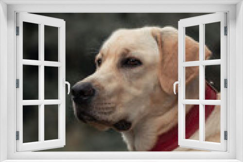 Fototapeta Naklejka Na Ścianę Okno 3D - Labrador Retriever, Pet, Animal, Dog, Looking, Portrait, Wellow, White
