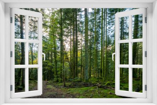 Fototapeta Naklejka Na Ścianę Okno 3D - Forêt, le Haut-du-Tôt dans les Vosges