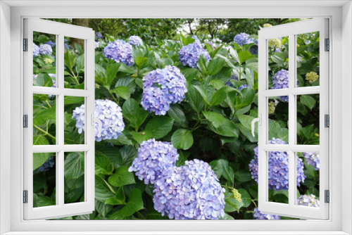 Fototapeta Naklejka Na Ścianę Okno 3D - 木陰に咲く紫陽花