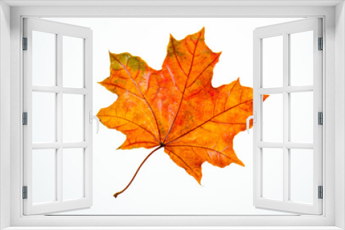 Fototapeta Naklejka Na Ścianę Okno 3D - wet, fallen, orange maple leaf on a white background isolate, autumn background, leaf fall, autumn welcome
