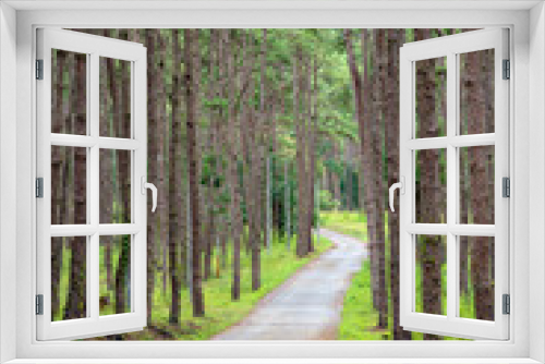 Fototapeta Naklejka Na Ścianę Okno 3D - Beautiful Pathway along with nature pine trees with sunshine in summer season at rural fores