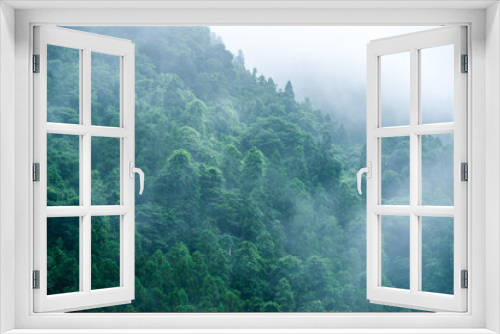 Fototapeta Naklejka Na Ścianę Okno 3D - 霧の立ち込める雨上がりの杉山