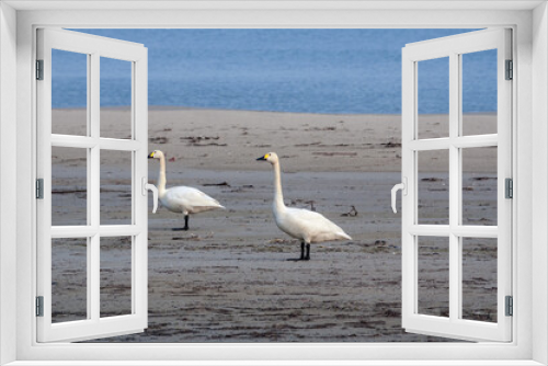 Fototapeta Naklejka Na Ścianę Okno 3D - Bewick's Swan (Cygnus bewickii) in Barents Sea coastal area, Russia