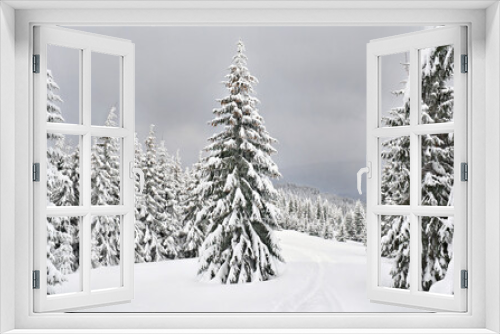 Fototapeta Naklejka Na Ścianę Okno 3D - Winter landscape of fir forest in snow before snowfall. Carpathian mountains. Spruces in snow