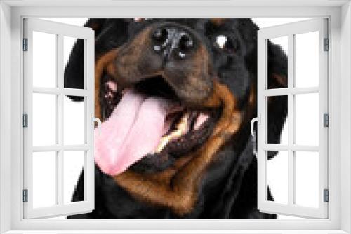 Fototapeta Naklejka Na Ścianę Okno 3D - Portrait of an adult rottweiler dog looking funny tongue out isolated on a white background