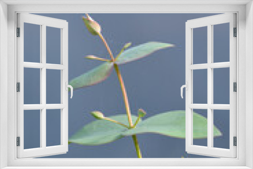 Fototapeta Naklejka Na Ścianę Okno 3D - Broad-leaved ribbon gum