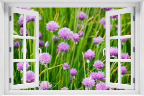 Fototapeta Naklejka Na Ścianę Okno 3D - Pink chives flowers outdoors in nature.