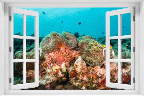 Fototapeta Naklejka Na Ścianę Okno 3D - Clown anemone fish in clear blue water swimming in colorful soft coral surrounded by small fish