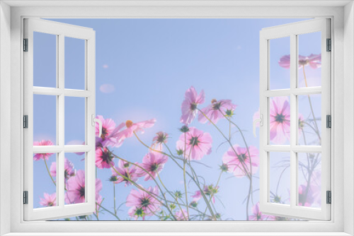 Fototapeta Naklejka Na Ścianę Okno 3D - 満開のピンク色のコスモス