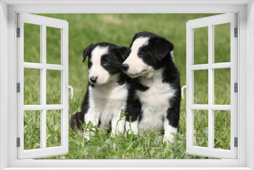 Fototapeta Naklejka Na Ścianę Okno 3D - Amazing Border collie puppies
