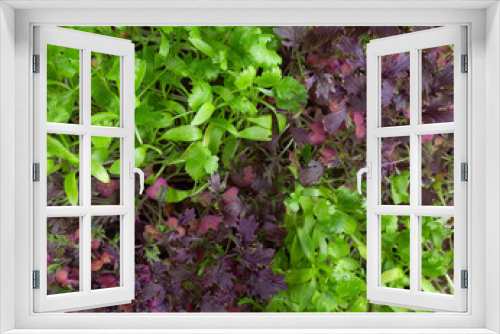 Fototapeta Naklejka Na Ścianę Okno 3D - Microgreens, micro greens - cilantro and red mustard  seedlings as background.