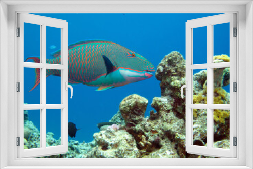 Fototapeta Naklejka Na Ścianę Okno 3D - Bicolor parrotfish (Cetoscarus bicolor). Taken in Red Sea, Ehypt.