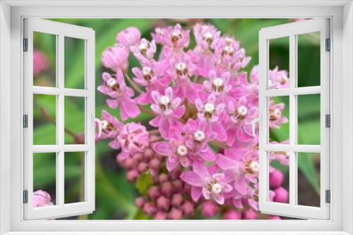 Fototapeta Naklejka Na Ścianę Okno 3D - close up of pink flowers