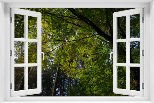 Fototapeta Naklejka Na Ścianę Okno 3D - Die Baumkrone eines Laubbaums