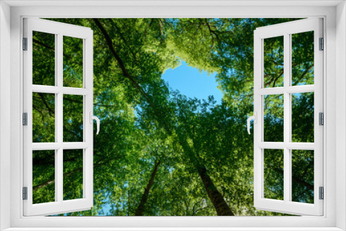 Fototapeta Naklejka Na Ścianę Okno 3D - Green tree branches looking up