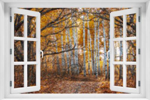 Fototapeta Naklejka Na Ścianę Okno 3D - autumn landscape large old dried trees with gnarled branches against the background of a birch grove with bright yellow leaves on a sunny day