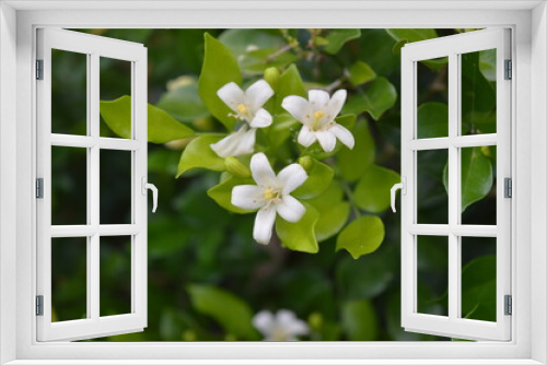 Fototapeta Naklejka Na Ścianę Okno 3D - white flower tree blossom
