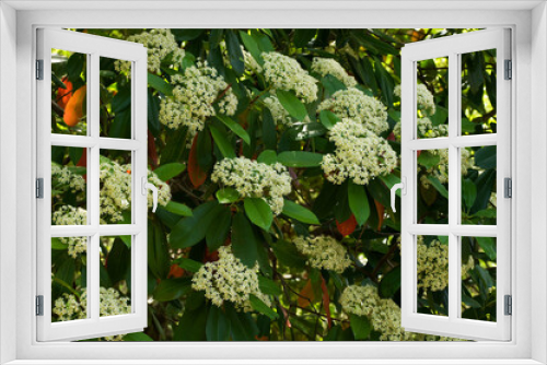 Fototapeta Naklejka Na Ścianę Okno 3D - 初夏に小さな白い花が密生するオオカナメモチ