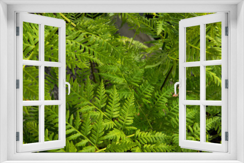 Fototapeta Naklejka Na Ścianę Okno 3D - Exotic flora. Natural texture and pattern. Closeup view of Pteris tremula, also known as Australian brake fern, beautiful green fronds and foliage. 