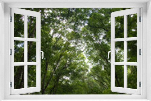 Fototapeta Naklejka Na Ścianę Okno 3D - 森 森林 林 植物