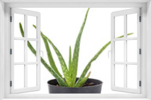 Fototapeta Naklejka Na Ścianę Okno 3D - Aloe vera in studio
