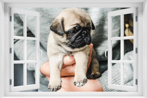 Fototapeta Naklejka Na Ścianę Okno 3D - Lovable puppy. Close-up, indoor. Concept of care pets