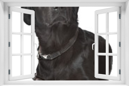 Fototapeta Naklejka Na Ścianę Okno 3D - black Labrador