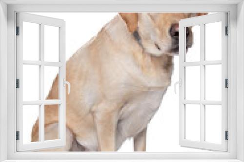 Fototapeta Naklejka Na Ścianę Okno 3D - Yellow Labrador Retriever