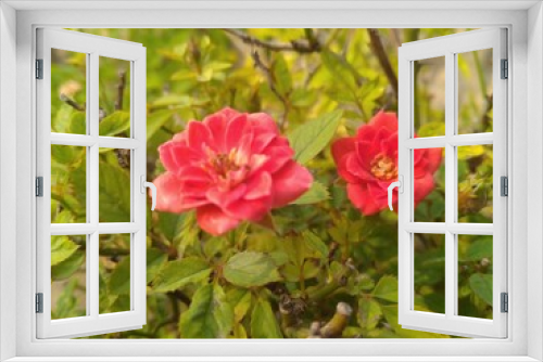 Fototapeta Naklejka Na Ścianę Okno 3D - Red Rose in the Garden