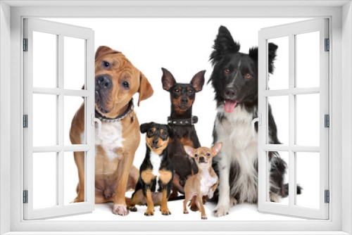 Fototapeta Naklejka Na Ścianę Okno 3D - group of five dogs